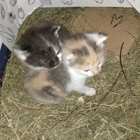 Farm stay Rojerhof *