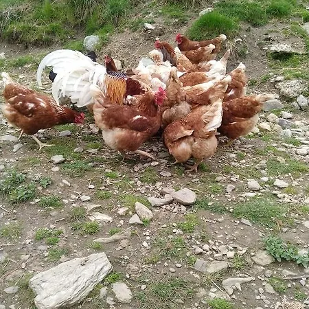 Rojerhof Séjour à la ferme Schladming