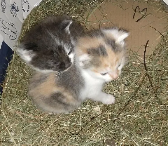 Çiftlik konaklama Rojerhof *