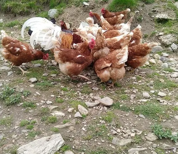 Rojerhof בית חווה שלאדמינג