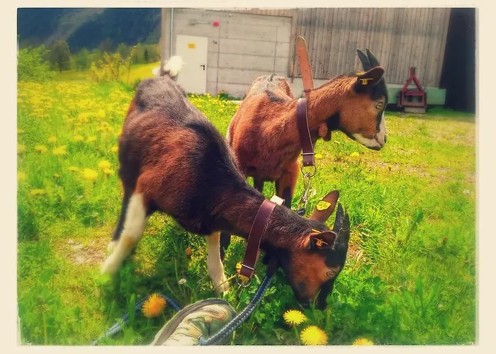 Rojerhof שלאדמינג